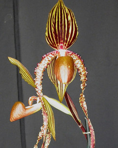 Six Stunning Orchids | Martha Stewart