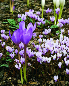 bulb garden summer planting bulb garden martha stewart bulb garden summer planting bulb garden martha stewart