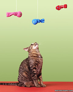 the sock fish project for cats
