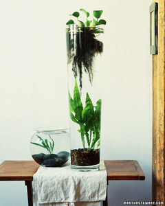Indoor Water Gardens a 0901 tallvase