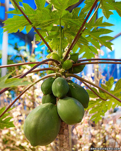 Indoor Fruit Plants | Martha Stewart Indoor Fruit Plants | Martha Stewart