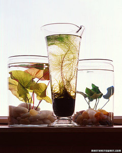 Indoor Water Gardens a 0901 graduatefar