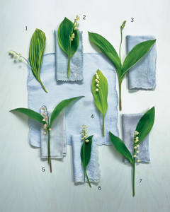 Gardening Lily Of The Valley Martha Mla104117 0411 Lily Of Valley Glossary Jpg