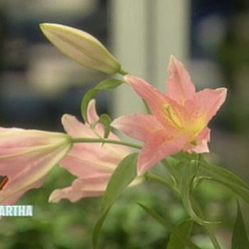 Planting And Caring For Lilies Martha Stewart