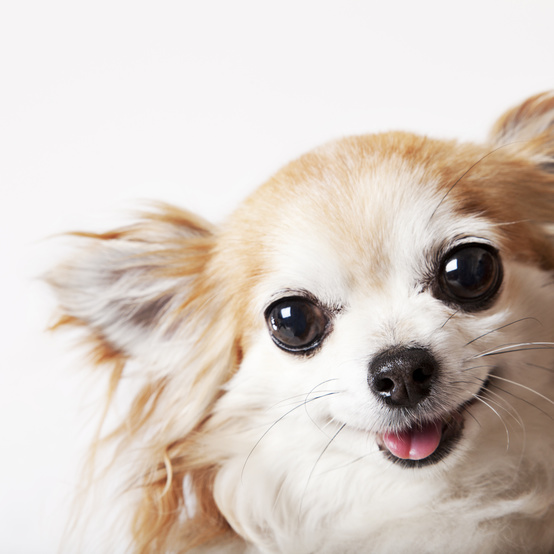 smiling Chihuahua dog