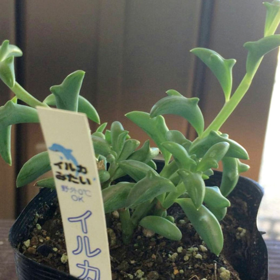 jumping dolphin succulents