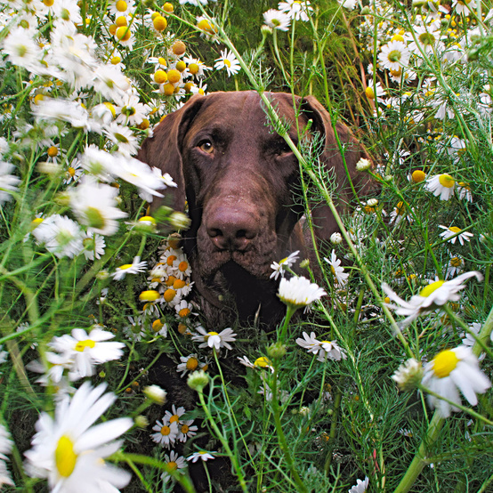 dog sitting in daisies