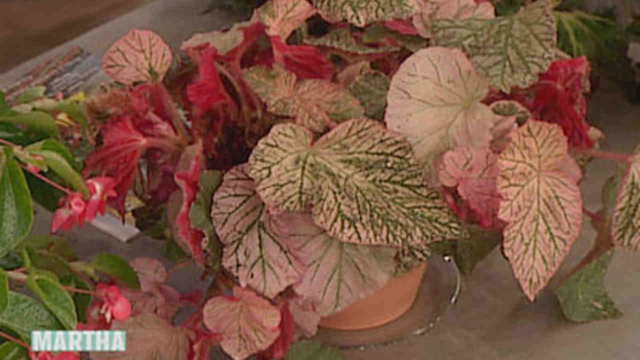Video Pruning Begonias 1 Martha