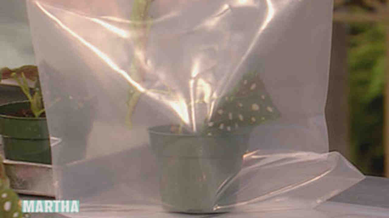 Video Pruning Begonias 1 Martha Now Playing