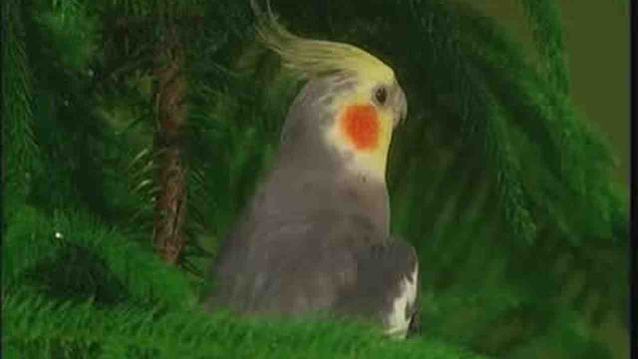 cool pet safe houseplants video pet safe house plants martha stewart cool pet safe houseplants video pet safe house plants martha stewart