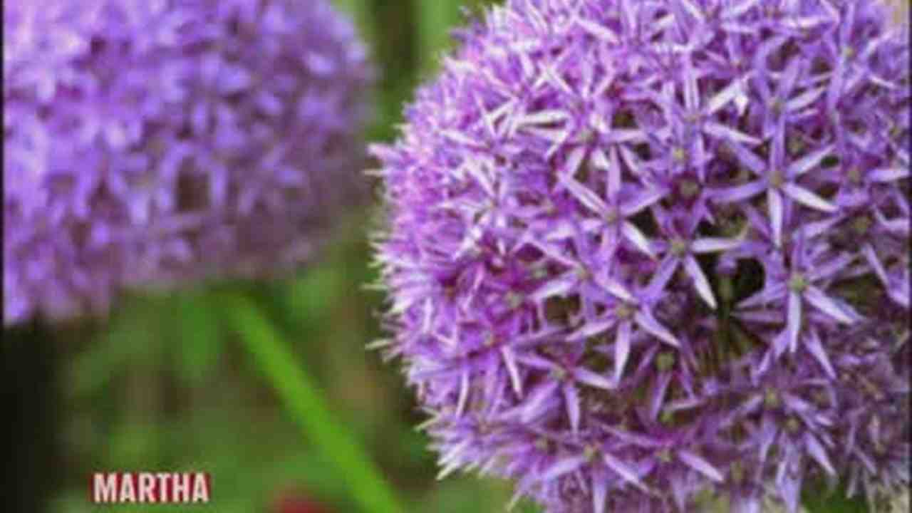 Video How To Plant Allium Bulbs Martha