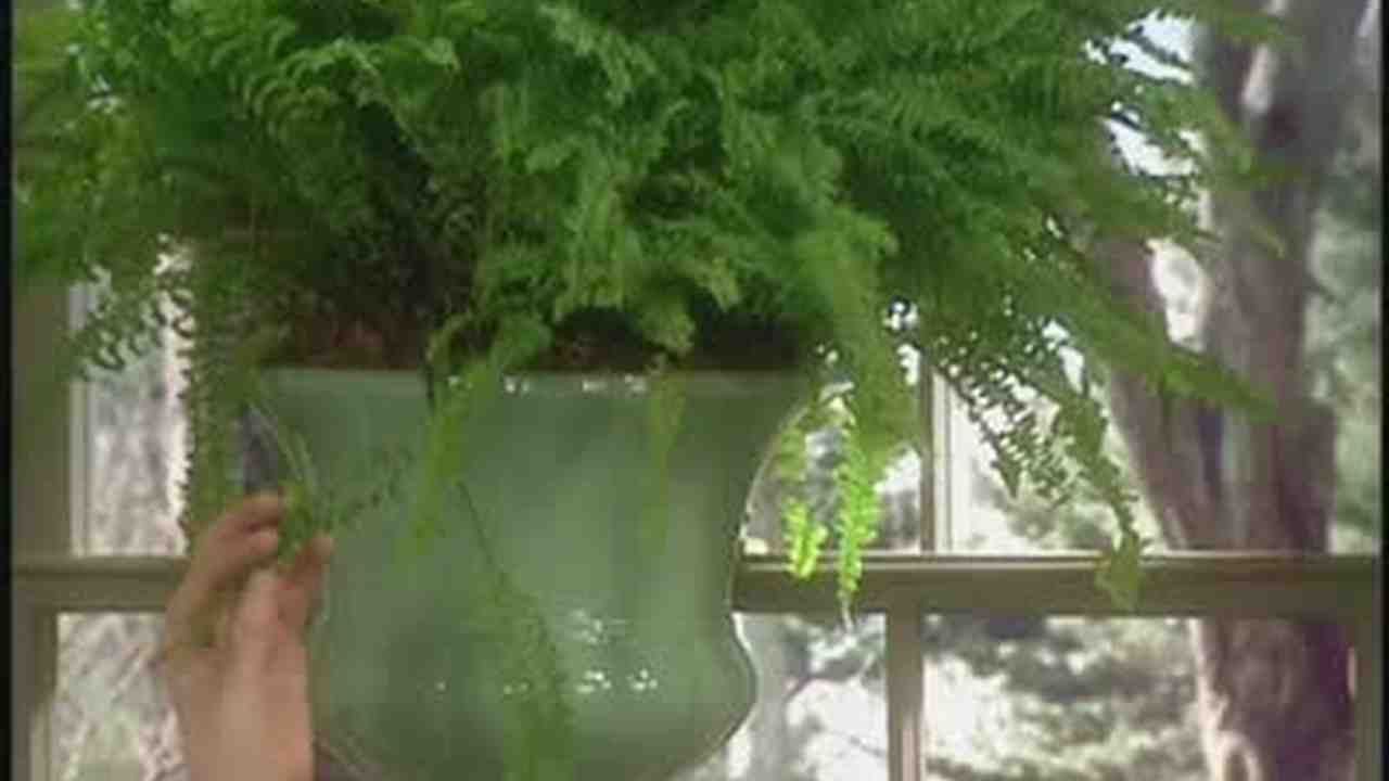 Video Growing Boston Ferns At Home Martha