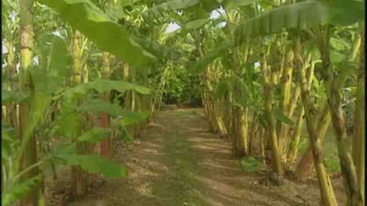Video Growing Banana Trees In Florida Martha