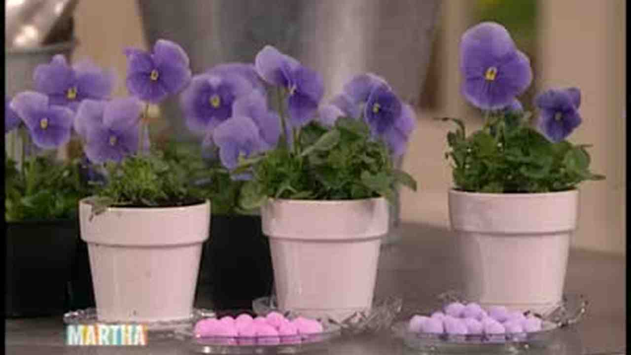 Video How To Make And Viola Centerpieces Martha
