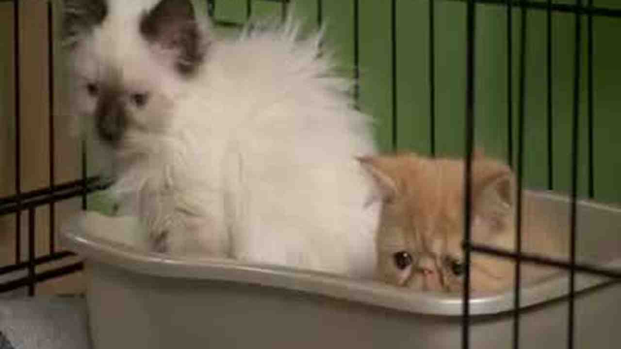 Video How To Teach A Cat To Use The Litter Box Martha Stewart
