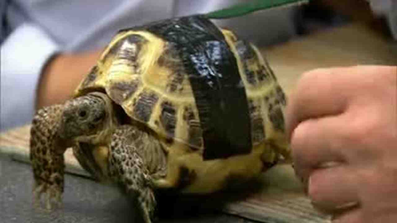 The Importance Of Uv Light In Tortoise Care Martha Stewart