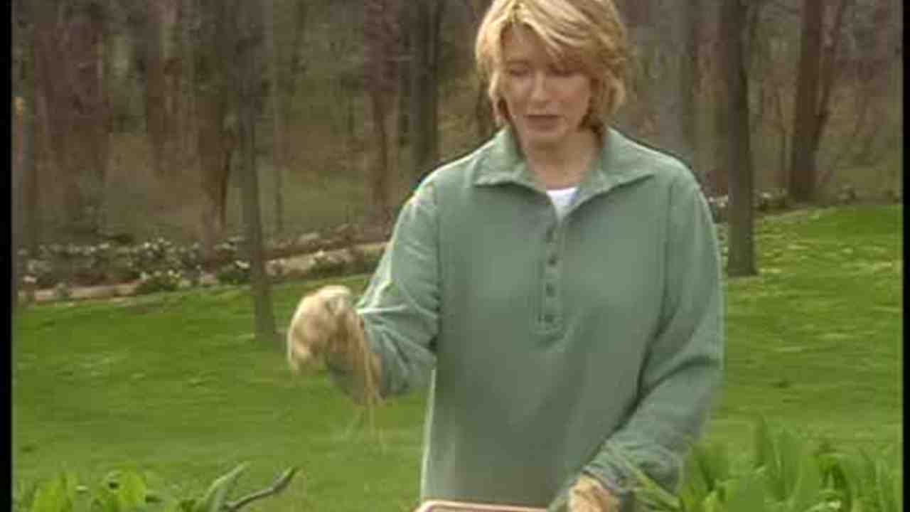 Video Good Thing How To Plant Lilies Of The Valley Martha