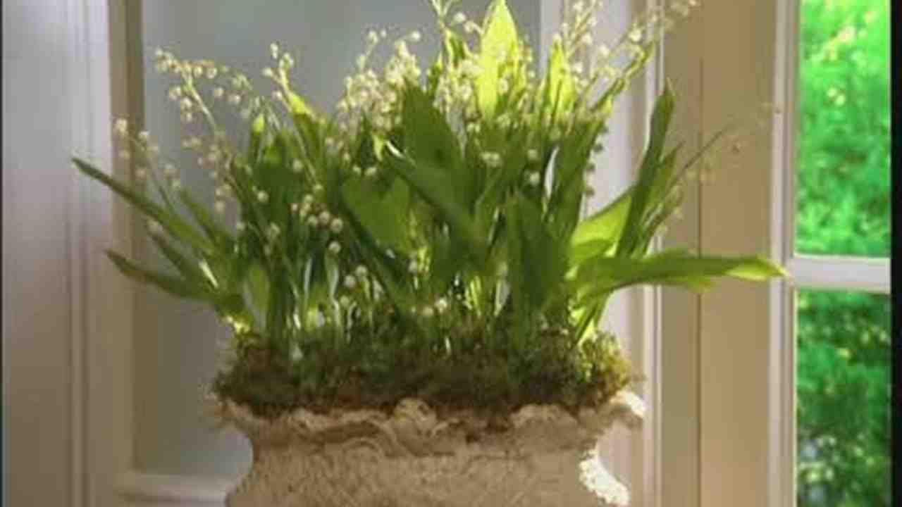 Lily Of The Valley Rosea From Burncoose Nurseries Lily Of The Valley Leaves Start Turning Brown In Mid Summer Ask An