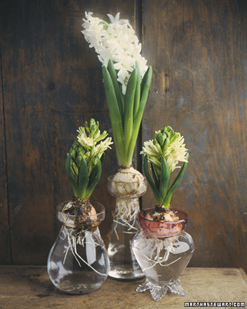 Forcing Hyacinths | Martha Stewart