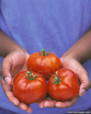 Tomato Growing Guide Martha Tomato Growing Guide