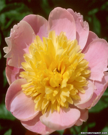 Peonies 101 | Martha Stewart