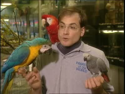 Video: Parrots as Pets | Martha Stewart
