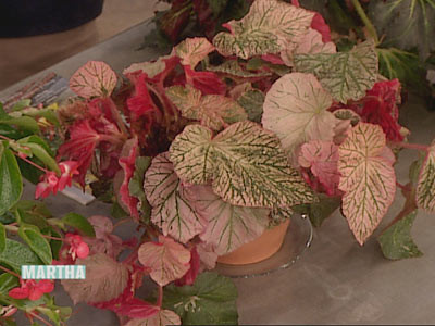 Video Pruning Begonias 1 Martha