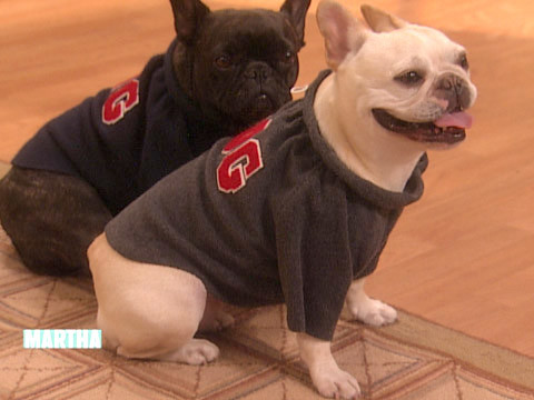 martha stewart dog coats
