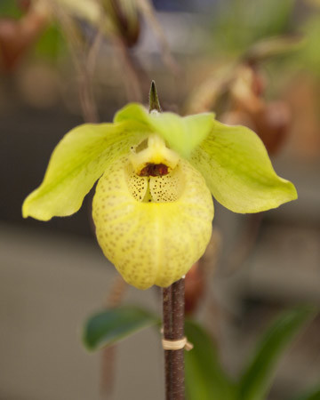 Six Stunning Orchids | Martha Stewart