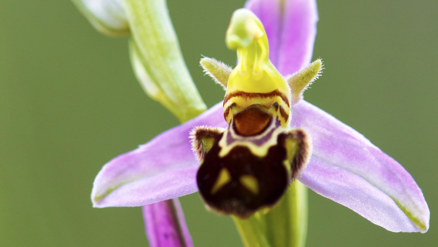 Орхидея bee sting фото