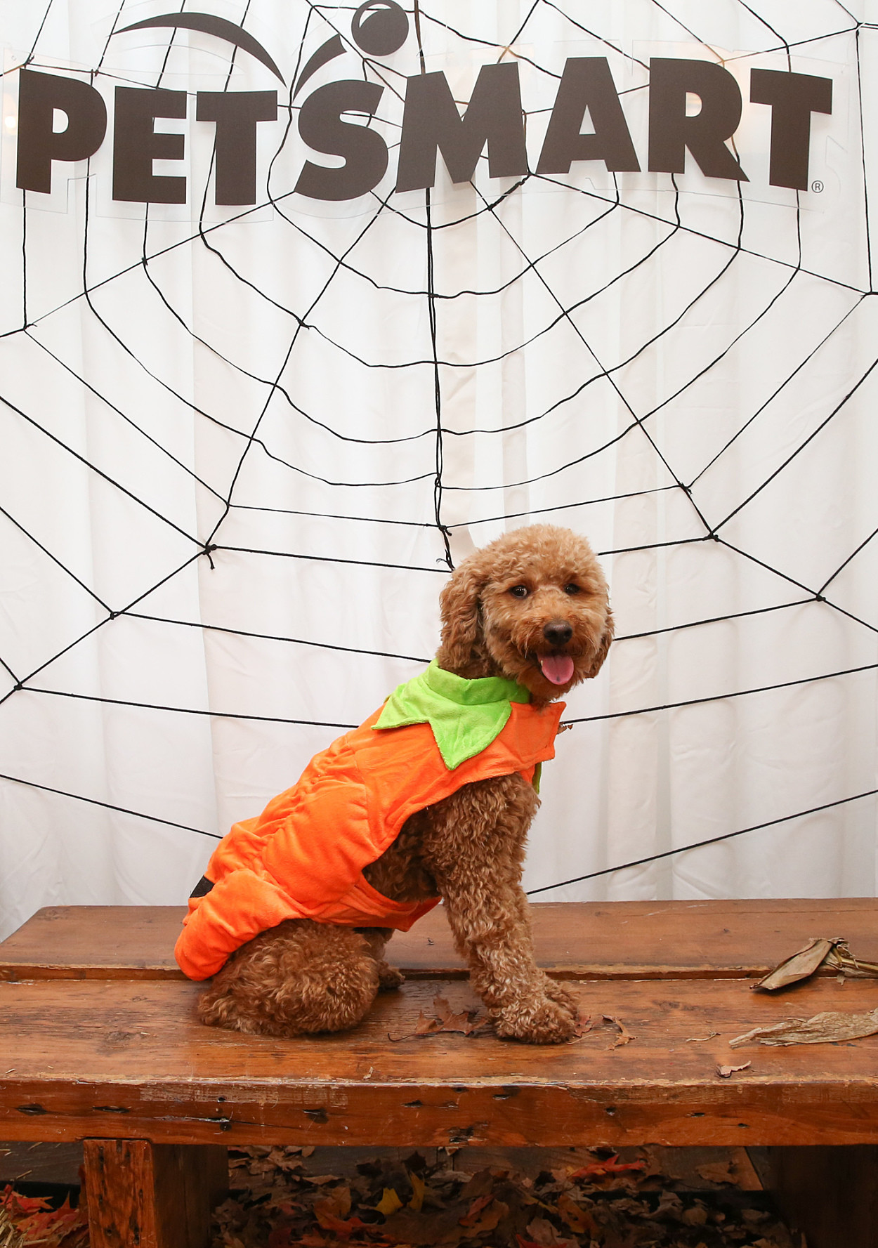 PetSmart Just Hosted an Epic Howl-oween Party for Dogs