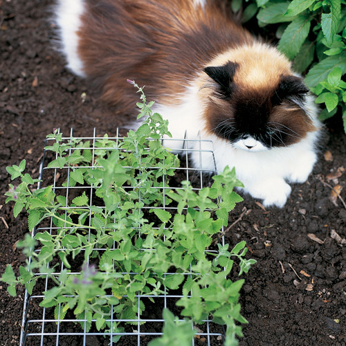 Plant Protector Martha Stewart
