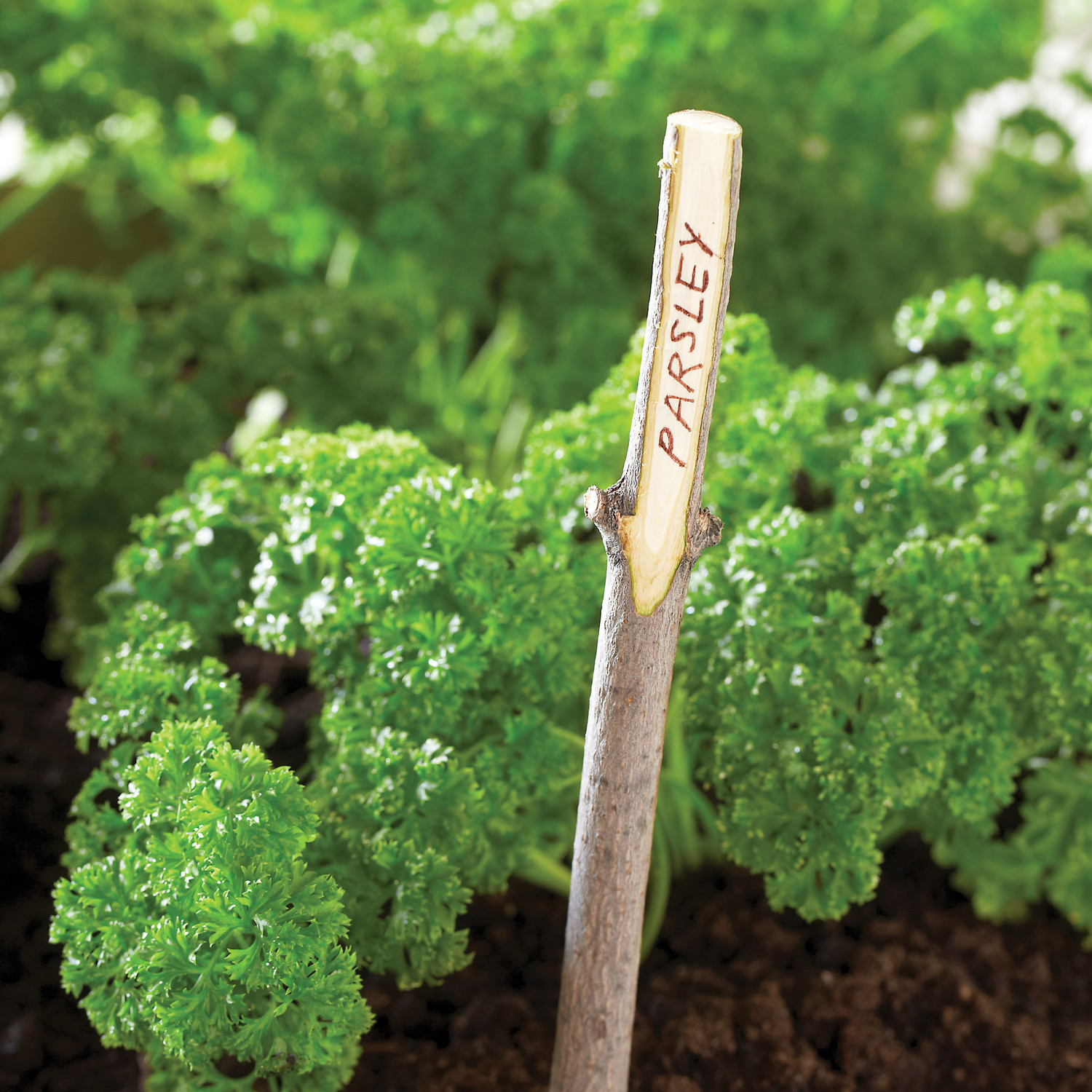 Twig Plant Markers Martha Stewart