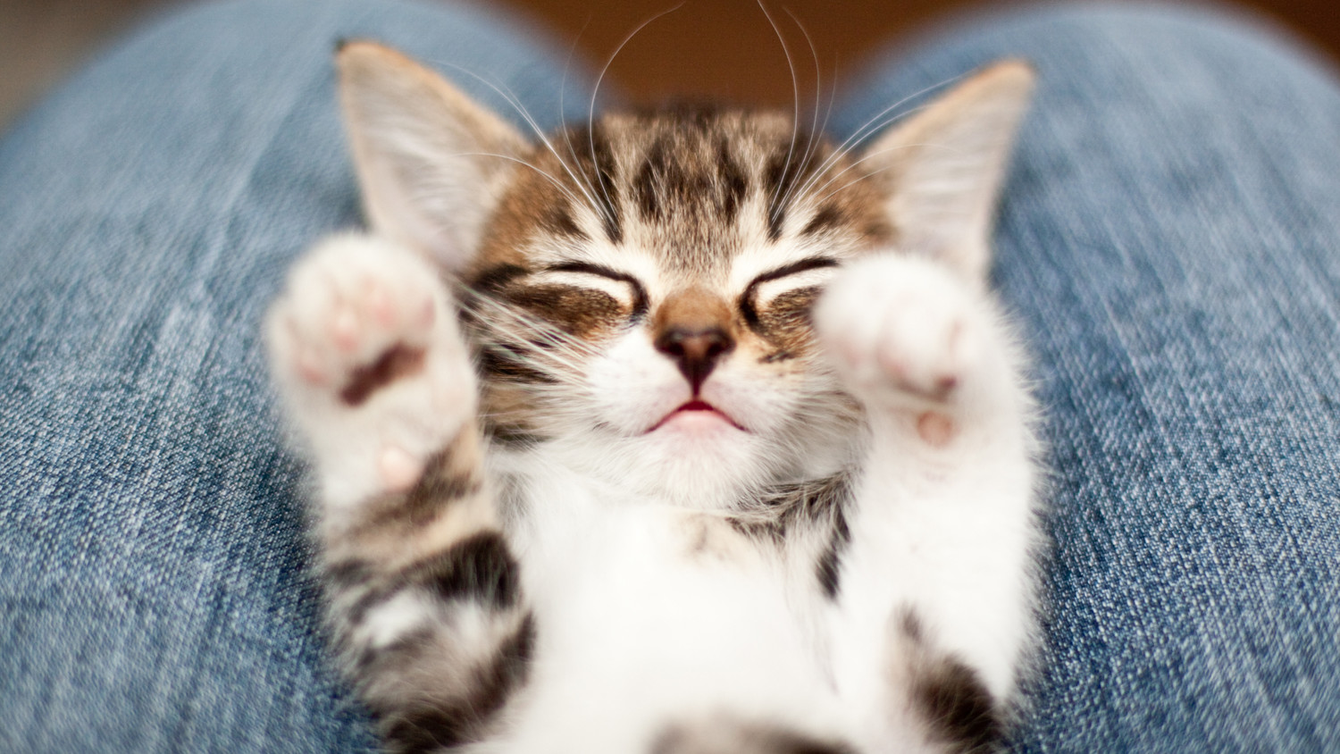 The New-Kitten Checklist: A Step-by-Step Guide | Martha Stewart