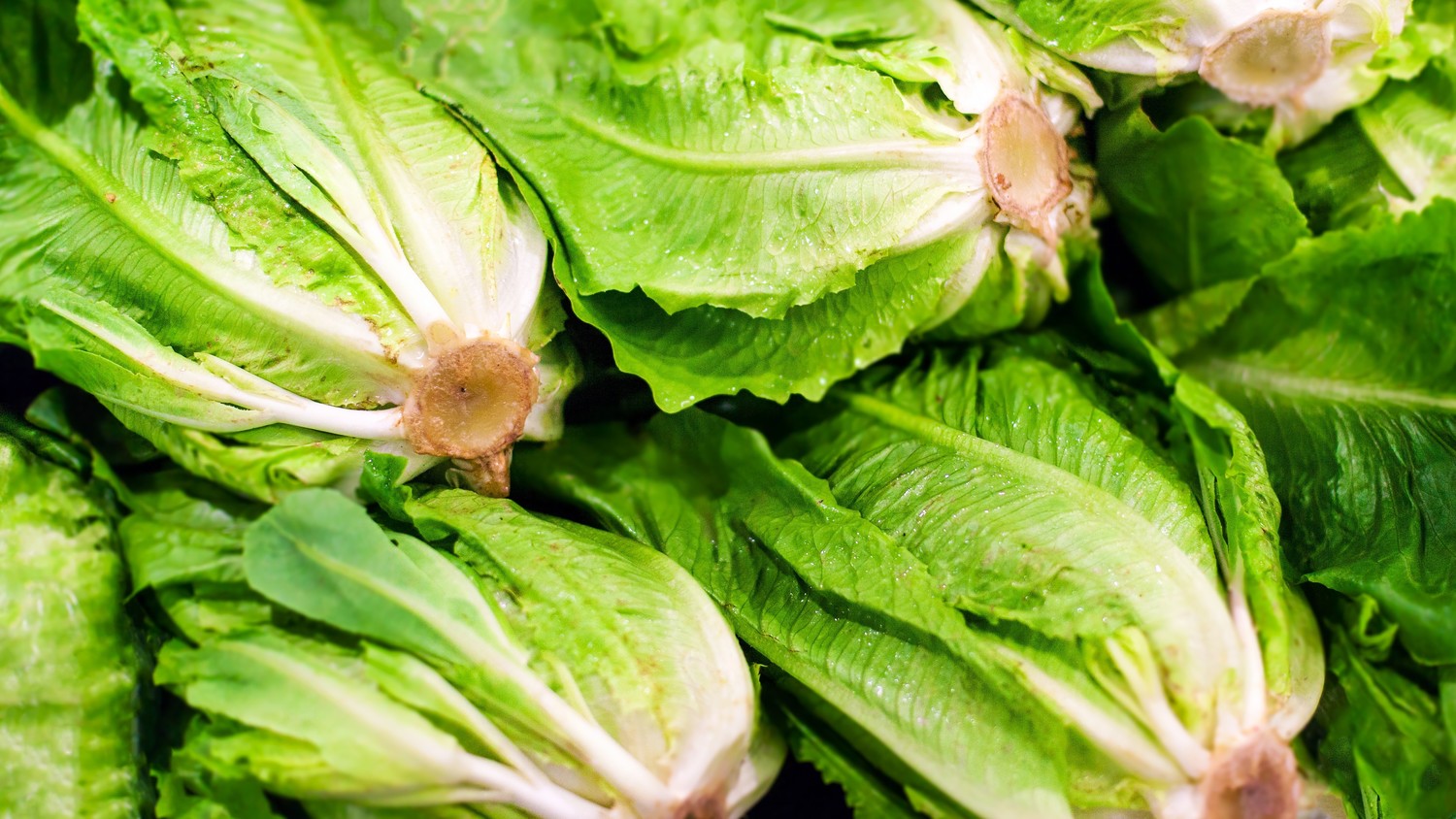 Is Romaine Lettuce Safe to Eat Now? Martha Stewart
