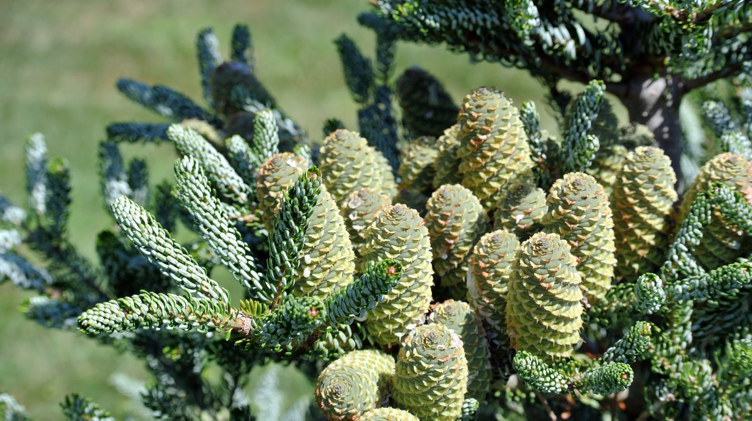 The Farm in Bedford and the Action at the US Open The