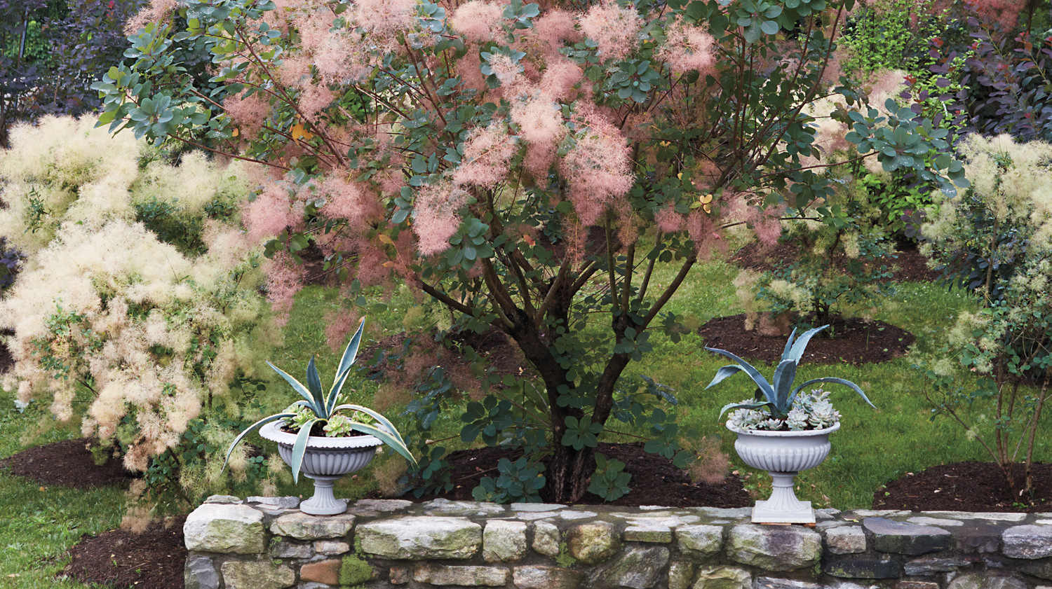 Smoke Bush Martha's Fairytale Plants Martha Stewart