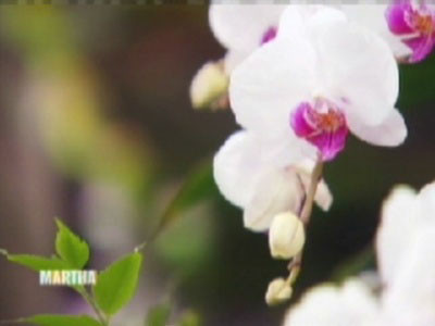 Video: Orchid Show | Martha Stewart