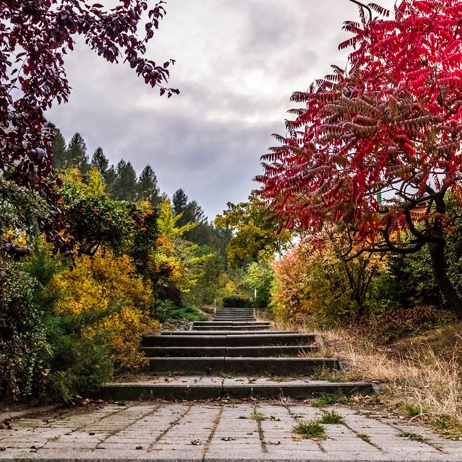 The Best Plants for a Fall Garden | Martha Stewart