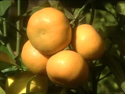 Video San Go Citrus Nursery Martha