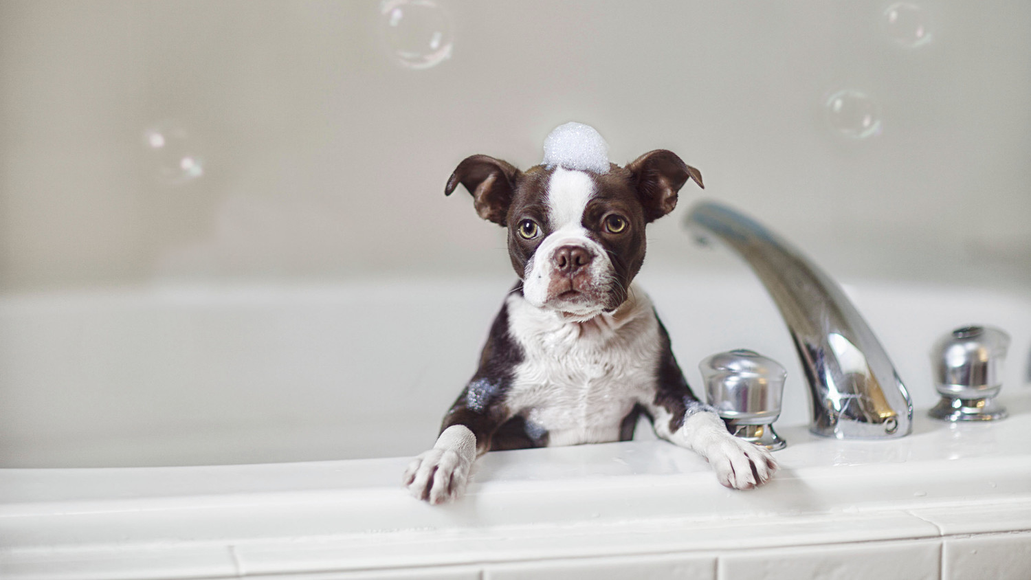 dog bubble bath 103042405_horiz