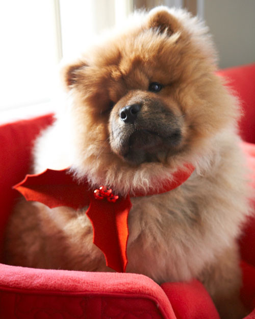 Check Out These Major Deals On Elmo S Closet Lily Bouquet Dog Felt Holly Ascot For Dogs