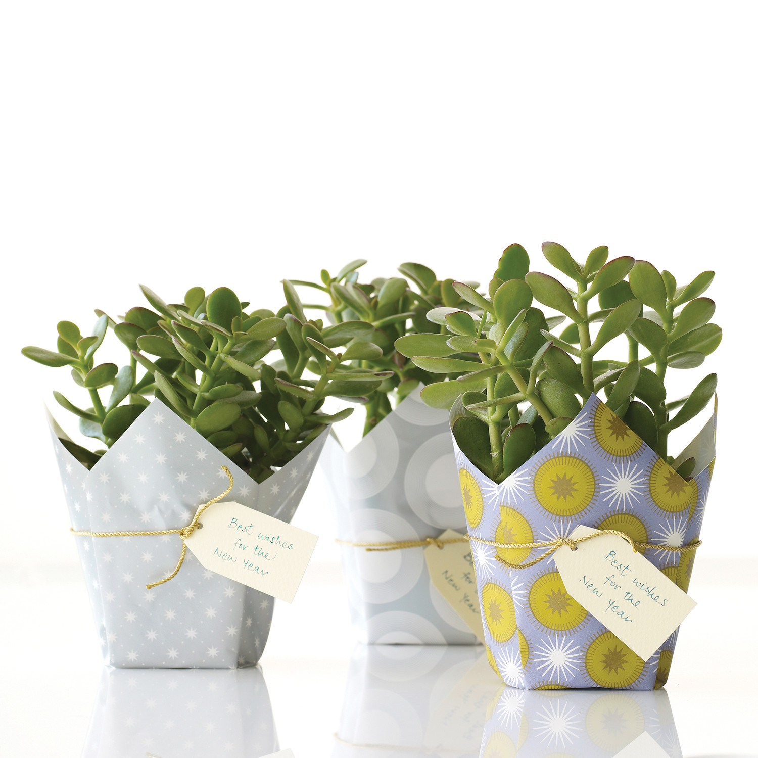 Lucky Plant Gift Martha Stewart