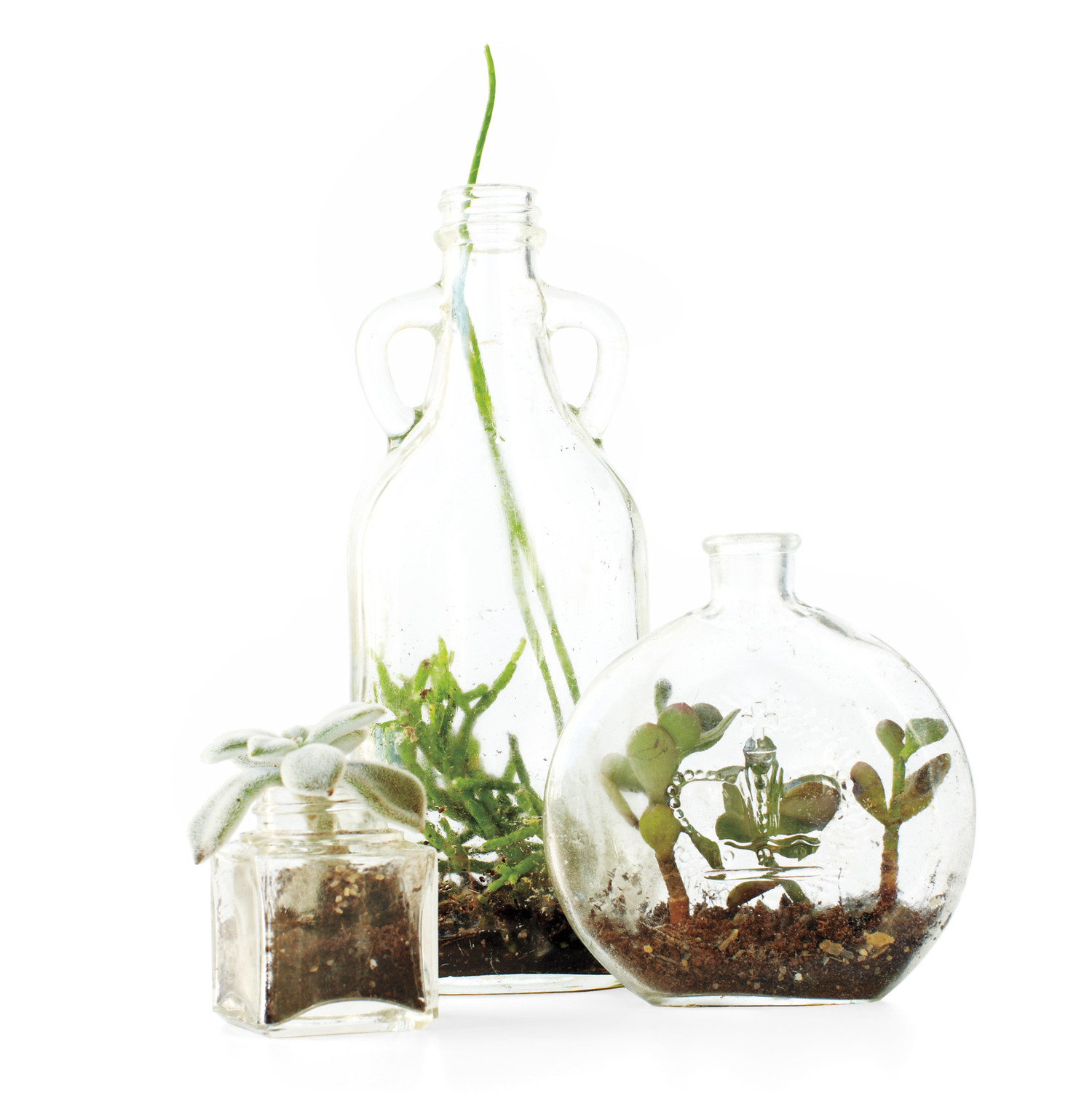 Bottle Terrariums Martha Stewart