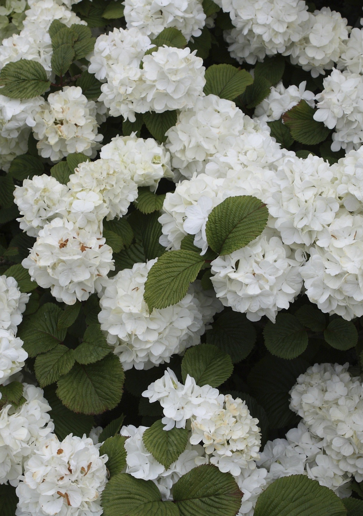 7 Show-Stopping Flowering Shrubs for Your Garden | Martha Stewart