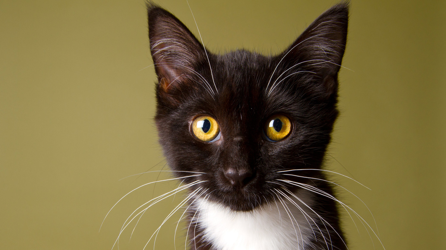 Why Black Cats Have a Hard Time Being Adopted on Halloween