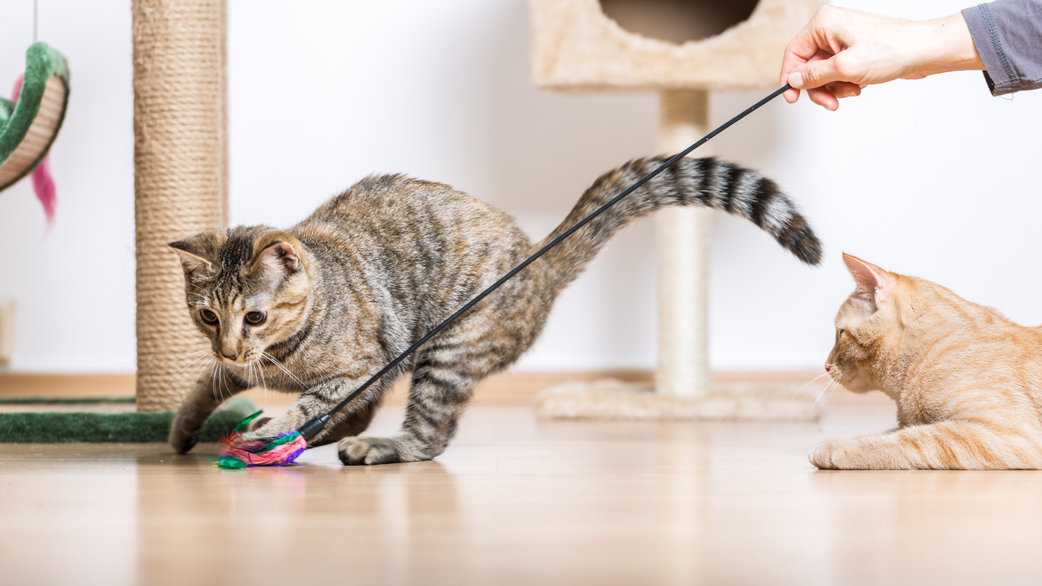 5 Signs Your Cat Needs More Playtime Martha Stewart