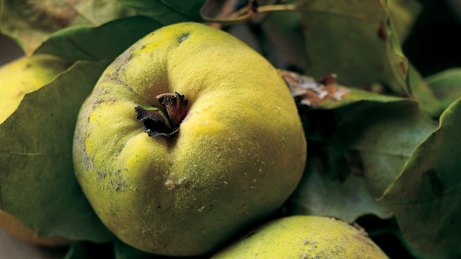 Quince Recipes Martha Stewart