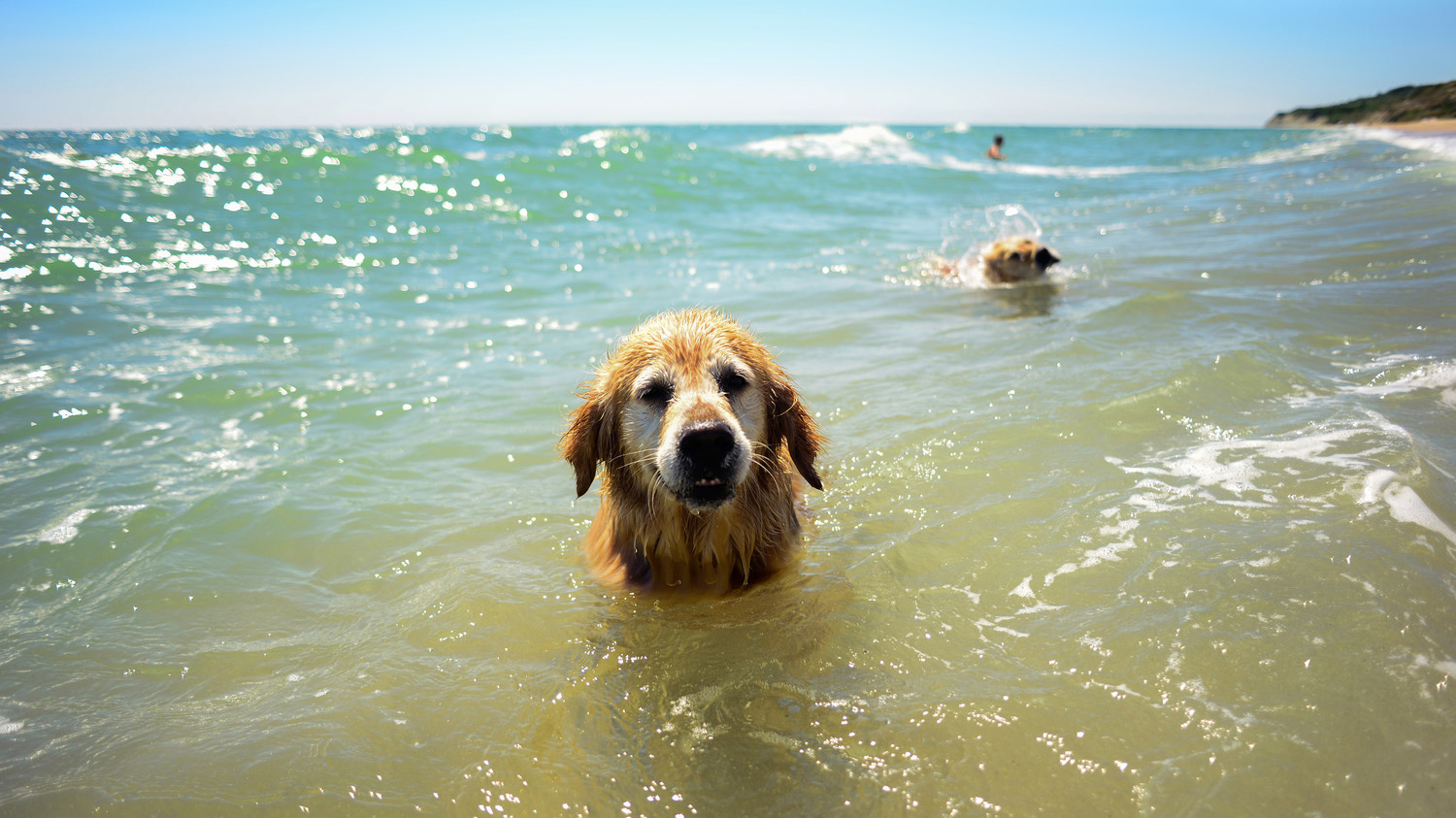 Swim Safe: Summer Water Safety Tips for Dogs | Martha Stewart