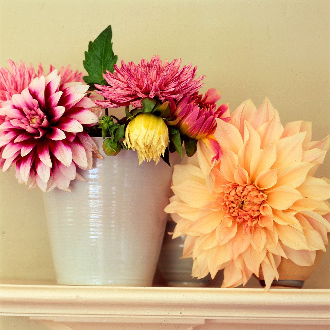 Dahlia Arrangements Martha Stewart